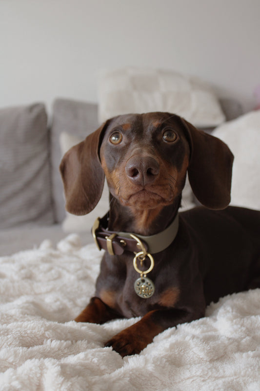 BIOTHANE® HALSBAND 'DUOPAW'