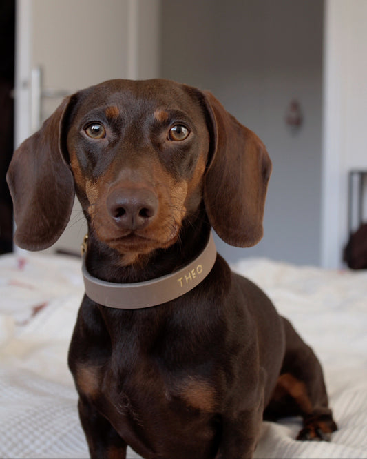 FETTLEDERHALSBAND 'CLASSIC' | PERSONALISIERBAR MIT NAME