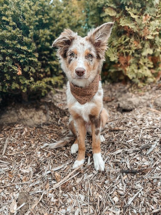 HUNDEHALSTUCH 'AUTUMN SPIRIT' - BRAUN