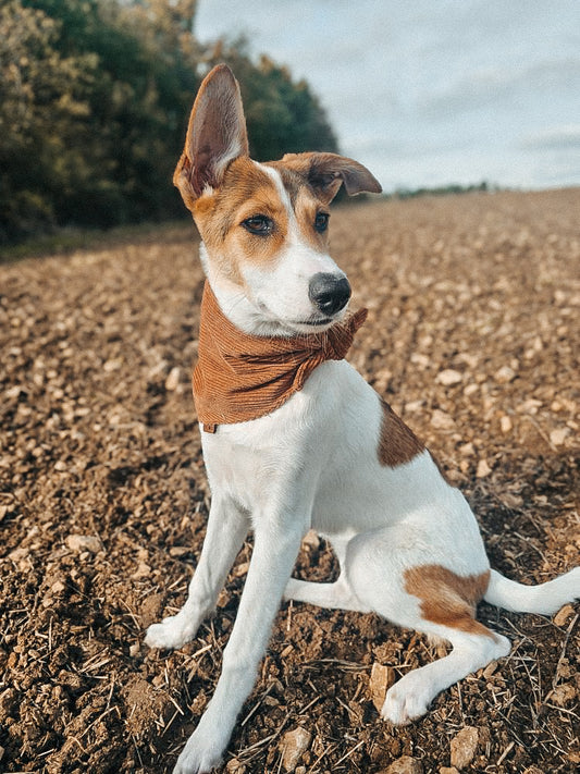 HUNDEHALSTUCH 'WILD WOOD'