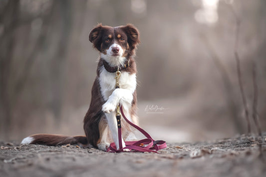 BIOTHANE x PARACORD HALSBAND 'RUBY'
