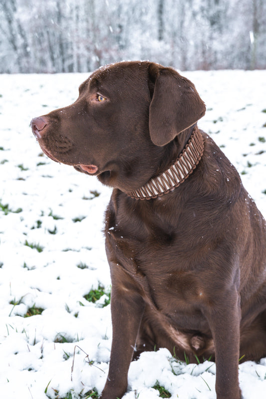 BIOTHANE x PARACORD HALSBAND 'WILLOW'