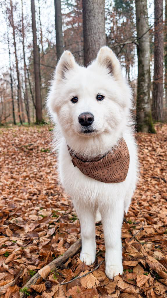HUNDEHALSTUCH 'AUTUMN SPIRIT' - BRAUN
