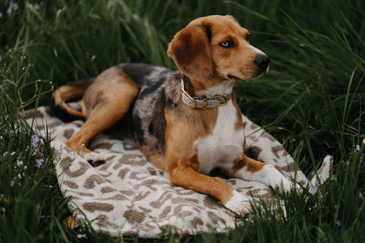 OUTDOOR HUNDEDECKE | SAVANNA SOUL