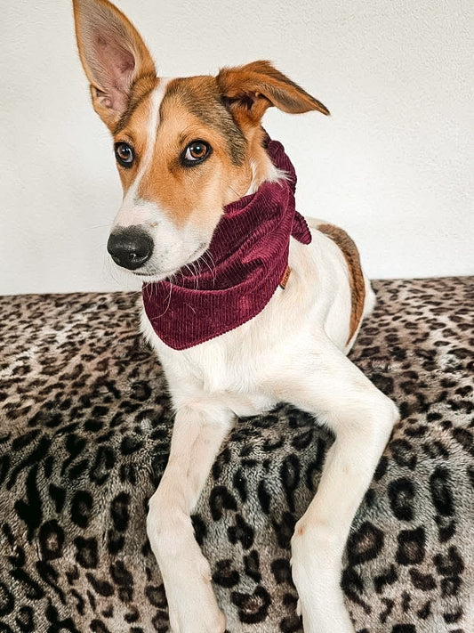 CORD HUNDEHALSTUCH BORDEAUX