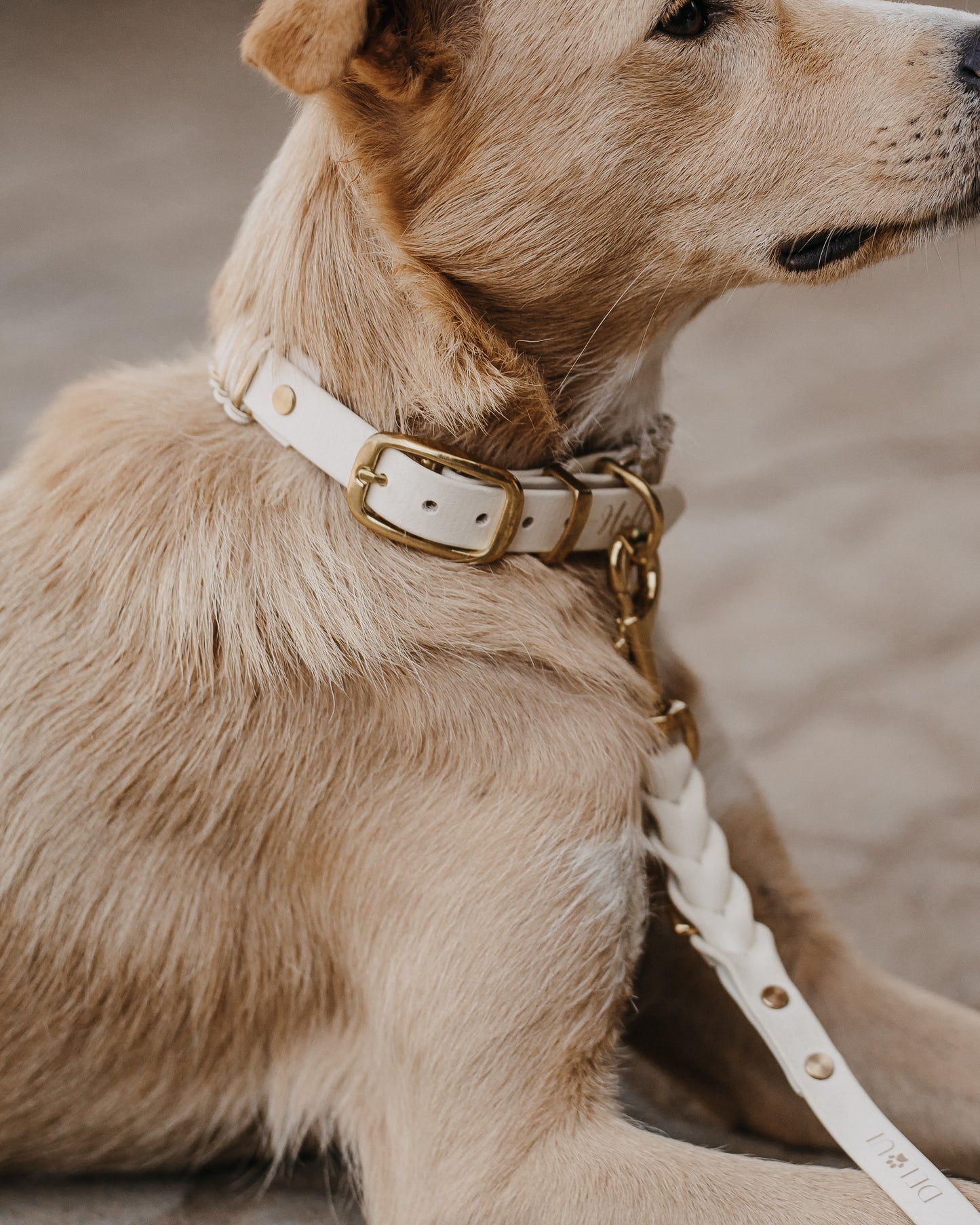 BIOTHANE x PARACORD HUNDEHALSBAND | BOHO