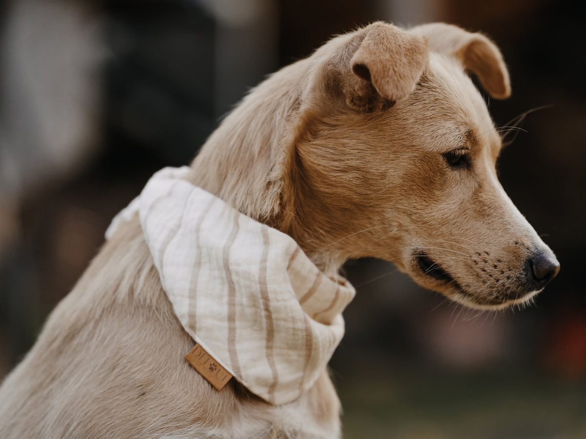 HUNDEHALSTUCH 'STRIPES' | CREME