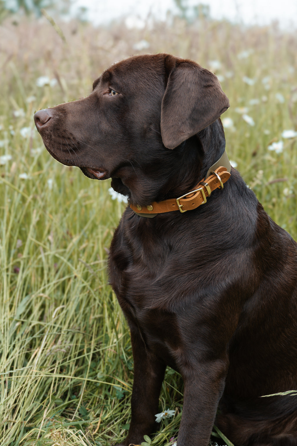 BIOTHANE® x FETTLEDER HALSBAND 'PURE NATURE'