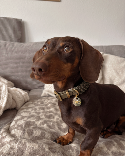 Dackel mit Halsband Olive
