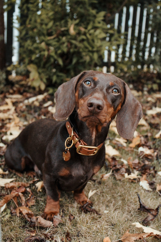 BIOTHANE® SET 'WILDWOOD'