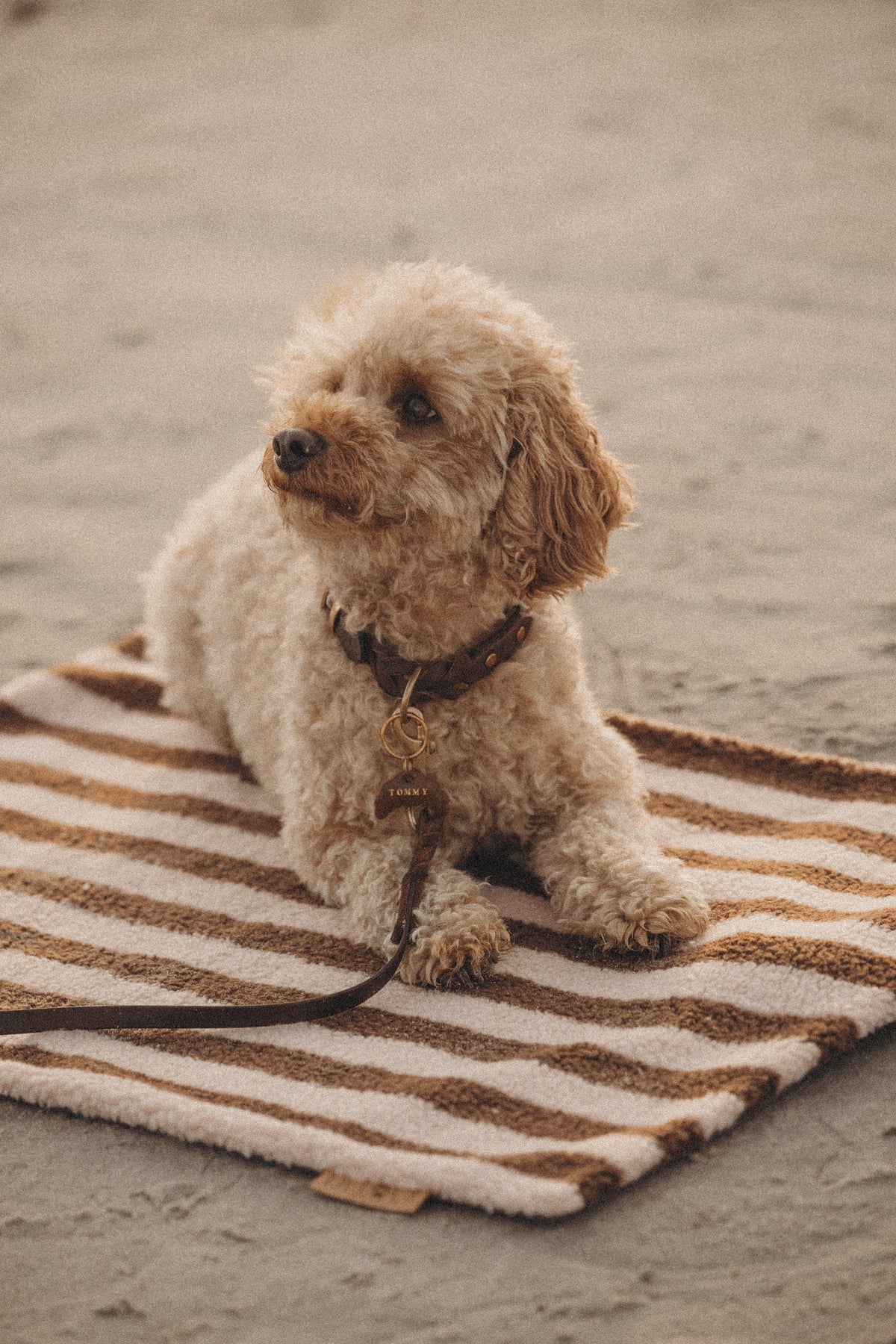 OUTDOOR HUNDEDECKE | ROSIE