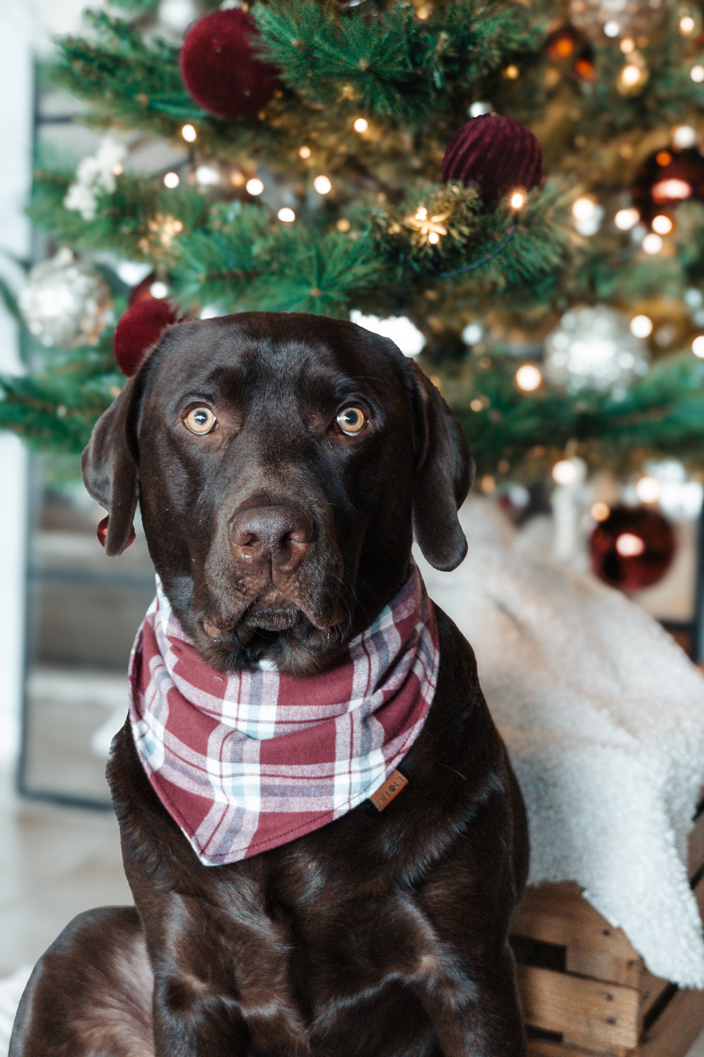 HUNDEHALSTUCH 'WINTERBERRY'