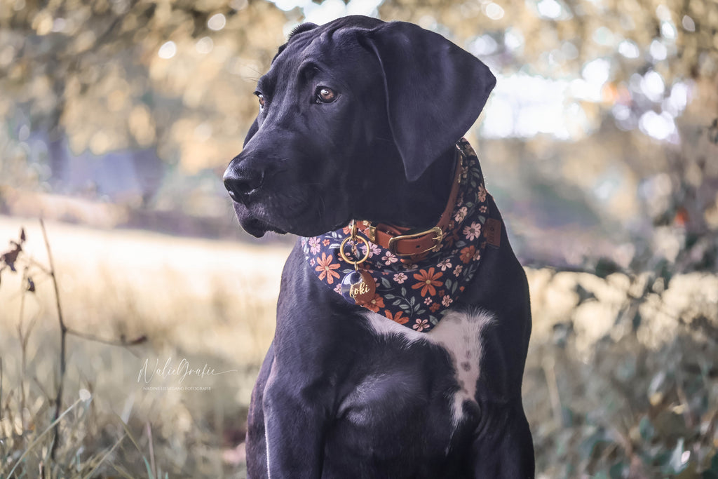 HUNDEHALSTUCH 'MAPLE SKY'