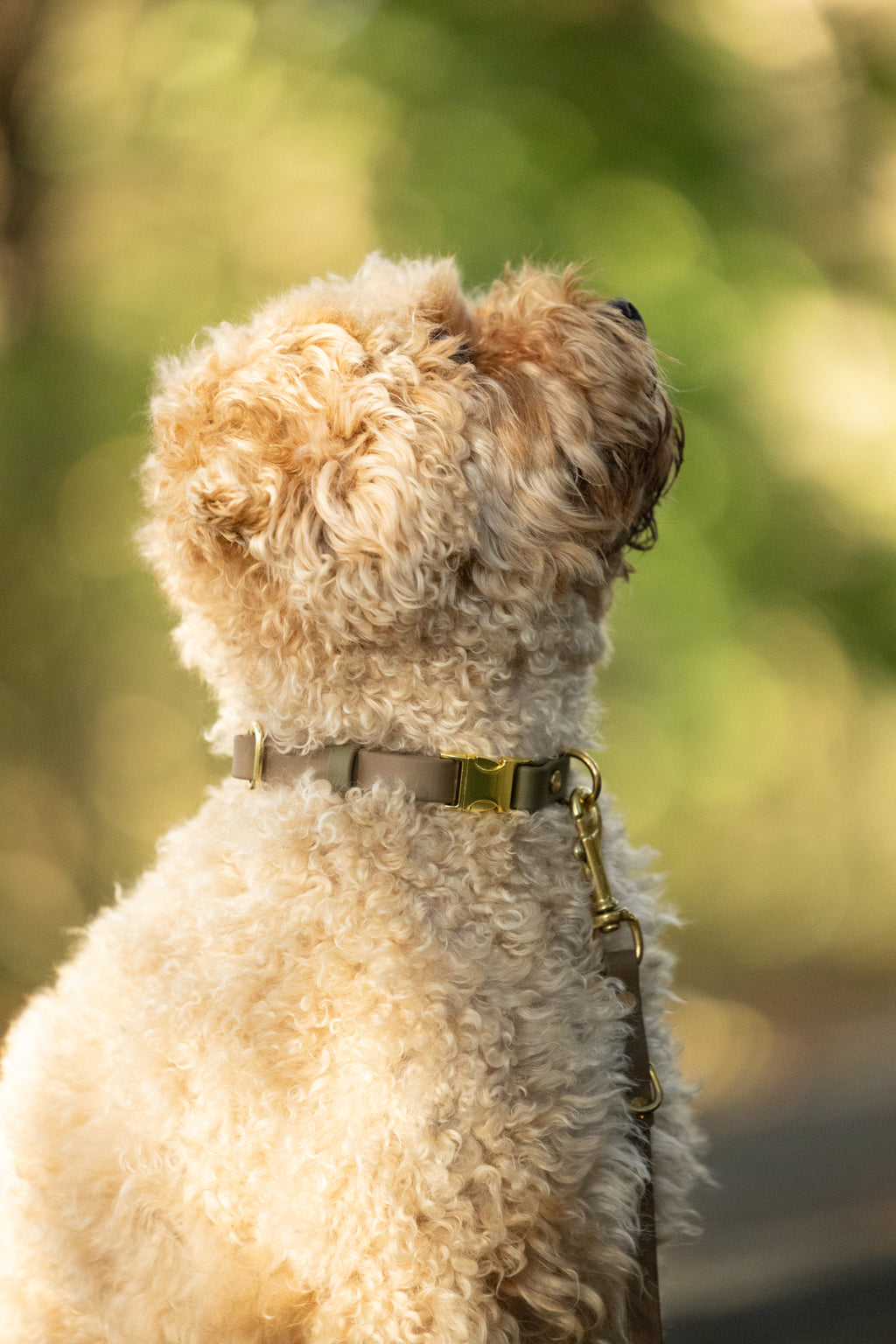 BIOTHANE® HALSBAND | KLICKPAW