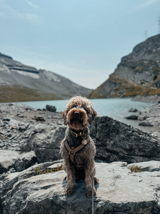 BIOTHANE® HALSBAND CLASSIC