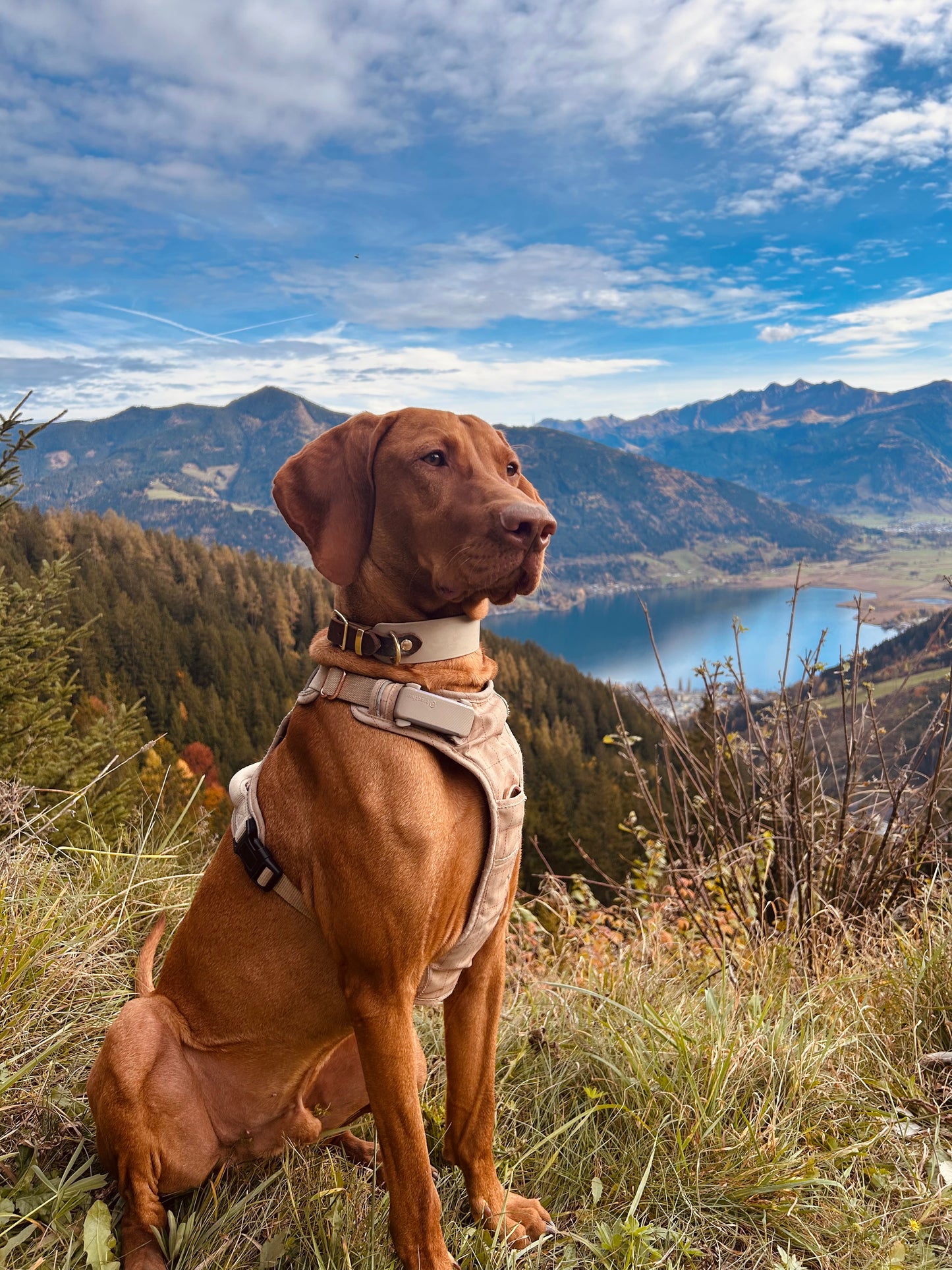 BIOTHANE® x FETTLEDER HALSBAND 'PURE NATURE'