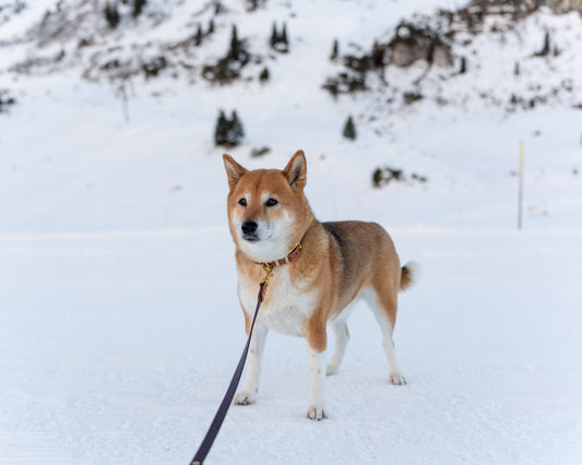 BIOTHANE® LEINE DUOPAW 'WILDWOOD'