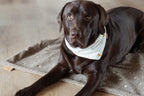 OUTDOOR HUNDEDECKE | WILDFLOWER - BRAUN