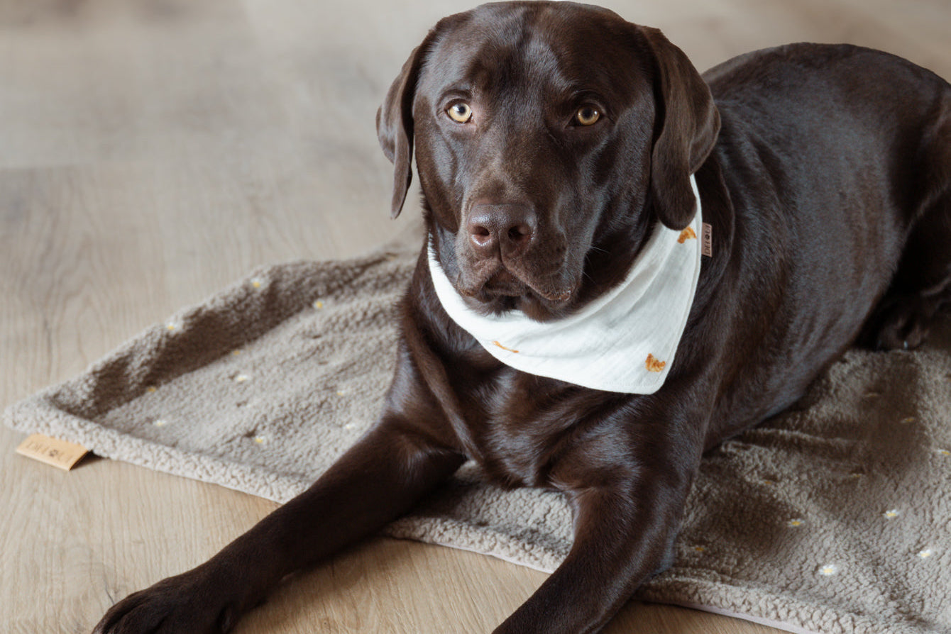 OUTDOOR HUNDEDECKE | WILDFLOWER