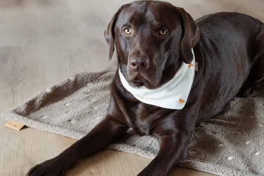 OUTDOOR HUNDEDECKE | WILDFLOWER