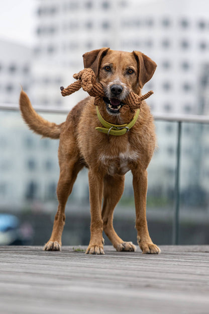 DIEGO DACKEL | KAUSPIELZEUG