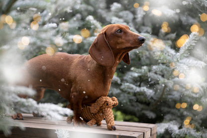 DIEGO DACKEL | KAUSPIELZEUG