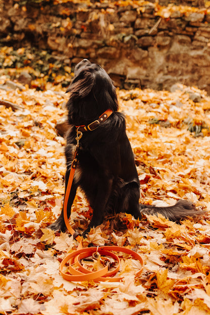 BIOTHANE® HALSBAND 'DUOPAW'