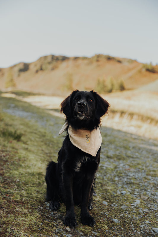 HUNDEHALSTUCH 'MARIGOLD'