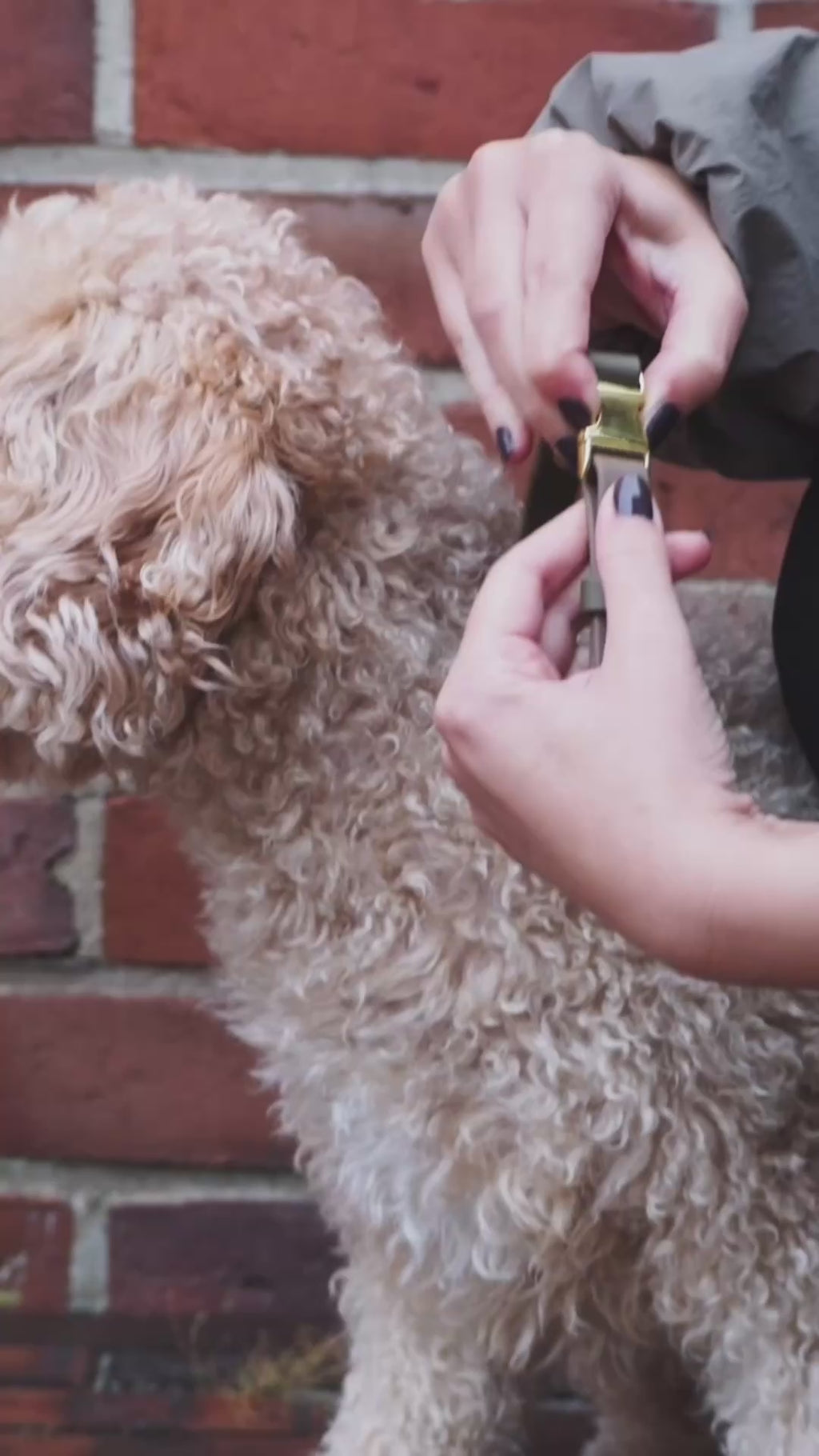 BIOTHANE® HALSBAND | KLICKPAW